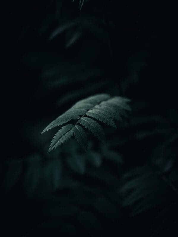 Ná-foto van de 'Dark Forest' Lightroom preset en Darktable preset van Wynand
